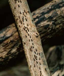 Ants out on their daily quest to feed the colony