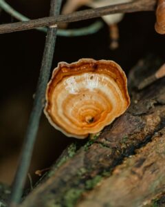 Fungi growing on damp wood